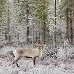 Σπίτι διακοπών - Cozy In Lapland *