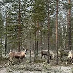 - Cozy In Lapland Σπίτι διακοπών Kauliranta