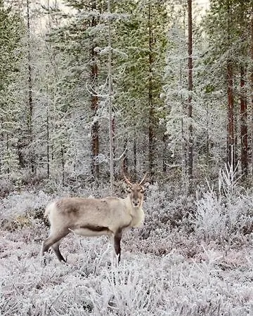 Loma-asunnot - Cozy In Lapland *