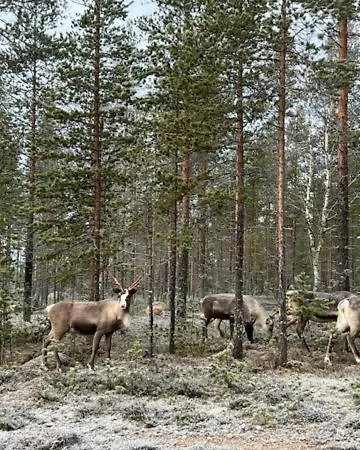 - Cozy In Lapland Loma-asunnot Kauliranta